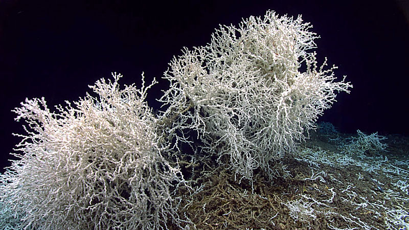 A few large thickets of Lophelia pertusa were seen growing along the edges of large rock shelf overhangs during Dive 10 of the Windows to the Deep 2019.