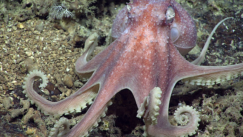 This octopus, nicknamed the warty octopus due to the cartilaginous bumps seen along its body, was imaged during Dive 10 of Windows to the Deep 2019.