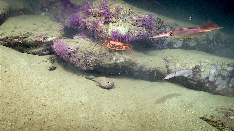 The ROV Deep Discoverer came across this red crab (Chaceon sp.) eating the eggs of a pallid sculpin.