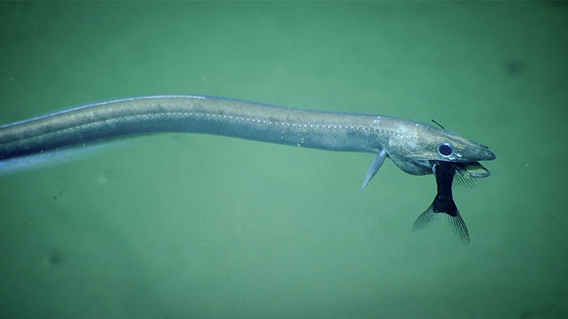 This synaphobranchid eel was documented preying on a fish during Dive 16 of the Windows to the Deep 2019 expedition.