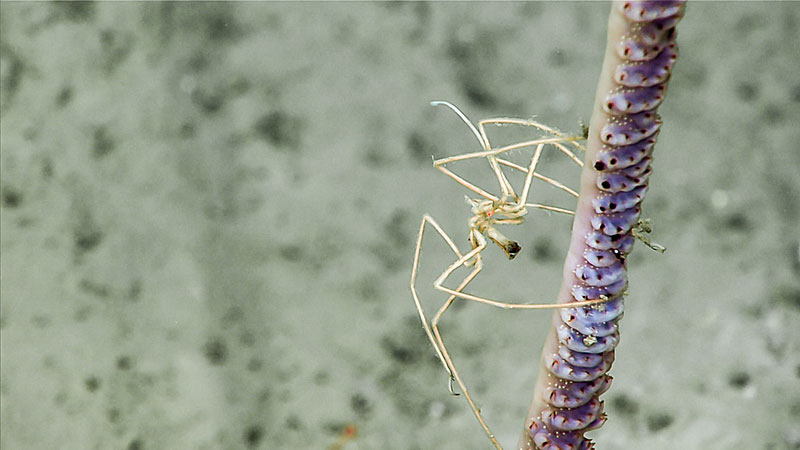 This image of a sea pen and pycnogonid sea spider was taken during Dive 17 of Windows to the Deep 2019. The sea spider’s proboscis is retracted indicating that it is not currently feeding on the sea pen.