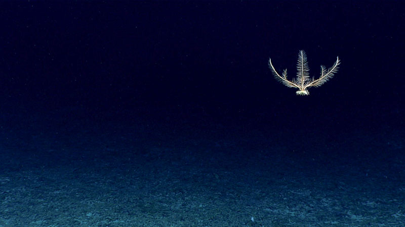 Crinoid (Pentometrocrinus sp.) swimming in the water column. This dive site had a high population of Pentometrocrinus; a specimen of this organism was collected during out dive. The only other specimen of this organism at the Smithsonian was collected in 1963 and was not fully intact, making this new collection very important to science. This may also have been the first observation of this species swimming.