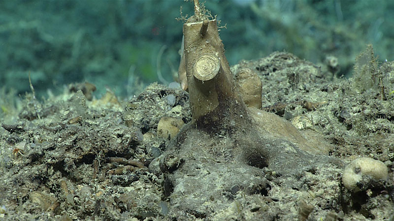 The base of a bamboo coral, revealing the growth rings within the carbonate base. Similar to a tree, the age of the coral can be determined from the growth rings. Paleoceanographers can use these rings to learn more about past ocean and climate conditions. 