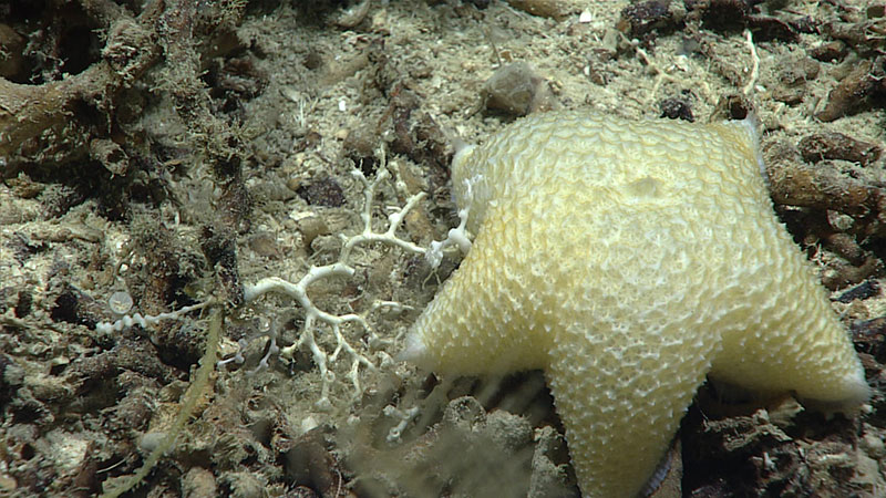 Slime star in the genus Pteraster.