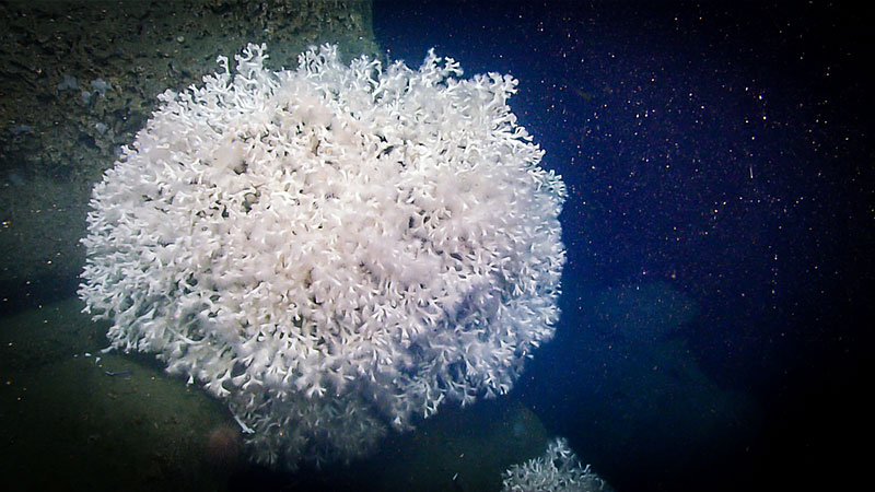 Colonies of the stony coral, Lophelia pertusa, clinging to carbonate boulders a few meters from the mussel beds shown in the previous image.  The colony in the foreground is over a meter (~39 inches) wide.