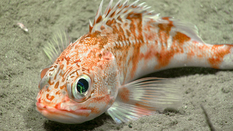 The eyes of a scorpion fish reflect the ROV Deep Discoverer during the third dive of Deep Connections 2019 expedition.