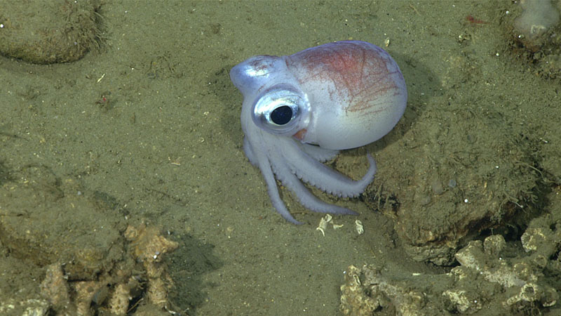 Small bobtail squid nestled between clumps of dead Lophelia pertusa seen during dive 5 of Deep Connections 2019 expedition.