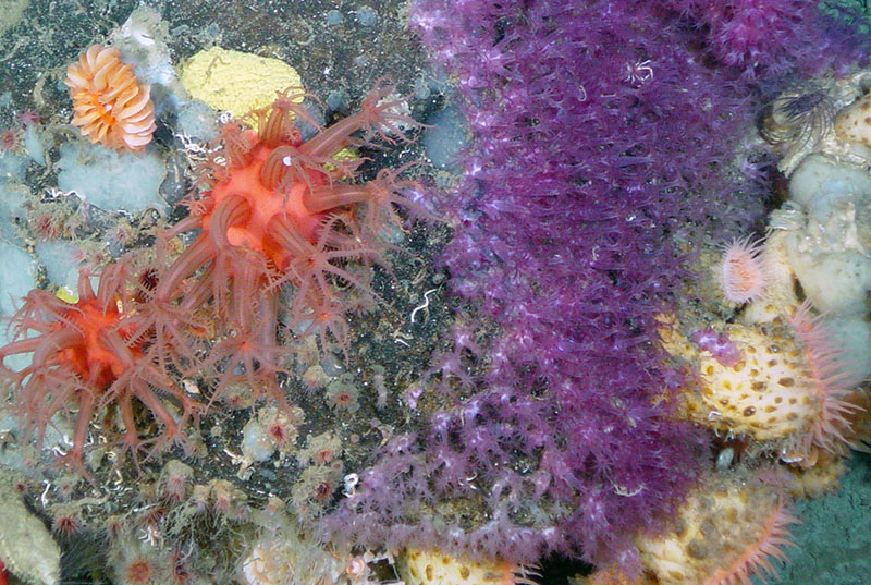 Underwater habitat in the Gully Marine Protected Area.