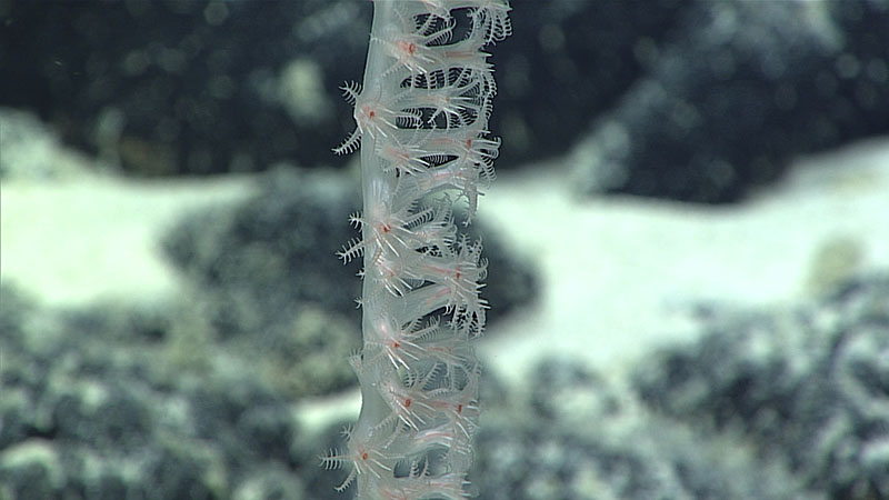 Needle-like sclerites protrude between tentacles to form a formidable-looking ring around the red-colored mouths of bamboo coral polyps.