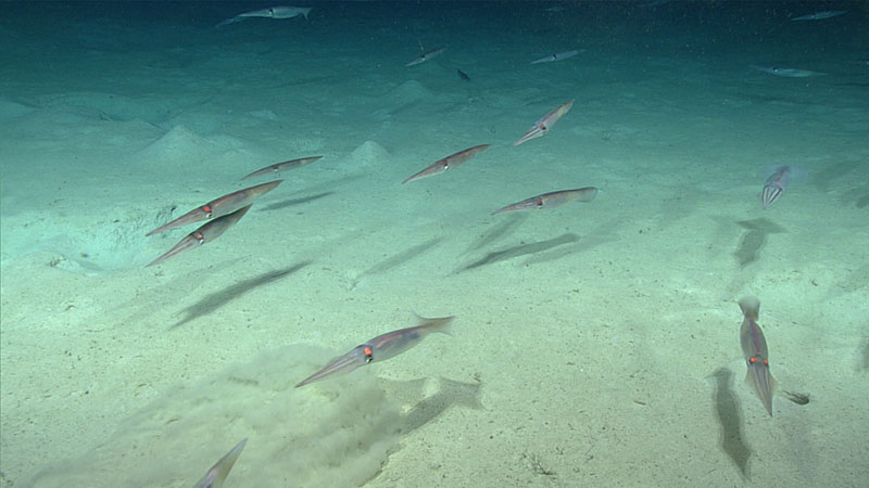 These troublemaking squid were our constant companions during Dive 09 of the 2019 Southeastern U.S. Deep-sea Exploration, stirring up sediment and casting shadows as they zoomed in front of our cameras.