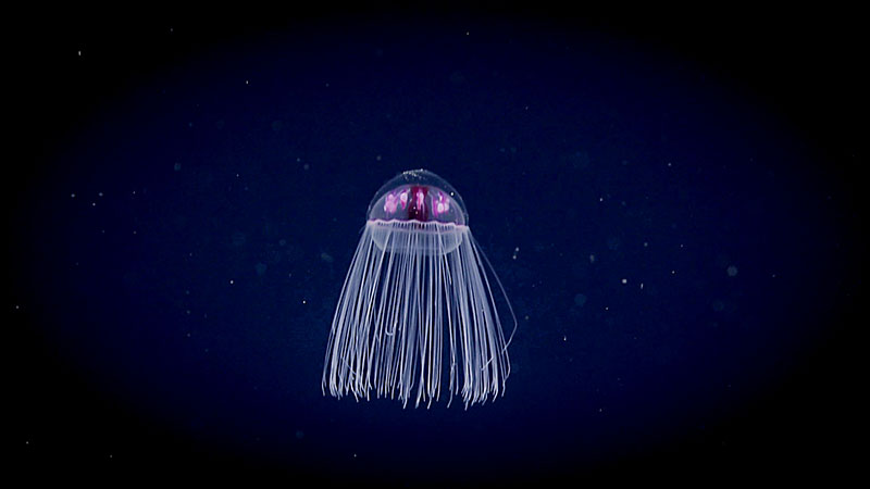 A colorful jelly extends its tentacles to feed in the water column during a Windows to the Deep 2019 midwater transect.