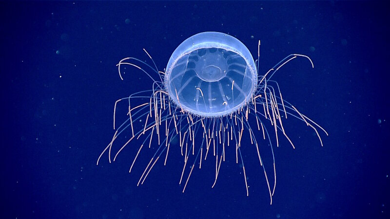 Hydromedusa near “Keli’ihananui” Seamount in the Pacific Remote Islands Marine National Monument.