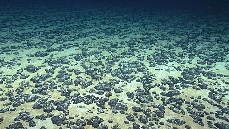 Most of the seafloor explored during Dive 07 of the 2019 Southeastern U.S. Deep-sea Exploration was covered with these manganese nodules, the subject of the Deep Sea Ventures pilot test nearly five decades ago.