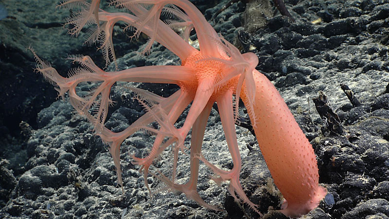 This colorful Anthomastus soft coral was observed at a depth of 2,550 meters (8,366 feet) during Dive 01 of the 2021 North Atlantic Stepping Stones expedition. This genus of coral was frequently seen during the dive.