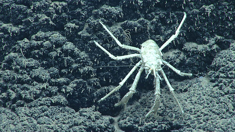 Throughout Dive 05 of the 2021 North Atlantic Stepping Stones expedition, we observed several of these squat lobsters in the genus Munidopsis on the faces of rocks and not in their more common association with sponges or corals.