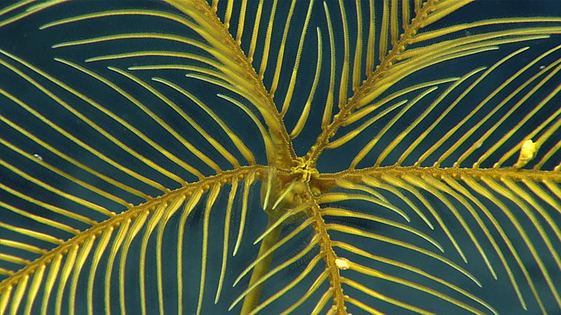 A close look at a yellow stalked crinoid. All crinoids are suspension feeders, subsisting on the smorgasbord of small plankton and detritus that drift past their outstretched arms. Most crinoids array their arms in a bowl or dish shape with the arm tips flexed back into the current and the top of the stalk bent so that the central mouth, visible in this image, faces away from the current. In addition to yellow crinoids, we also saw red and white (both stalked and unstalked) crinoids during Dive 06 of the 2021 North Atlantic Stepping Stones expedition.