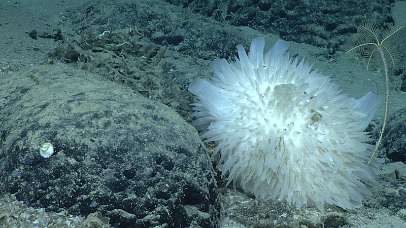 Although not as plentiful as they were on Dive 05 of the 2021 North Atlantic Stepping Stones expedition, sponges were fairly well presented during the sixth dive, including several of these curious-looking sponges belonging to the genus Polymastia.