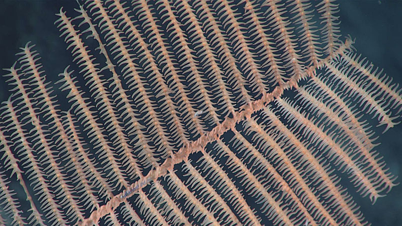 Black coral in the genus Bathypathes, shown in this image, was the most abundant coral seen during Dive 07 of the 2021 North Atlantic Stepping Stones expedition. It was observed almost from the beginning through to the end of the dive. Black corals have dark skeletons, hence their name, but when alive they appear white, pink, or other colors because of the living tissue that covers their skeletons.