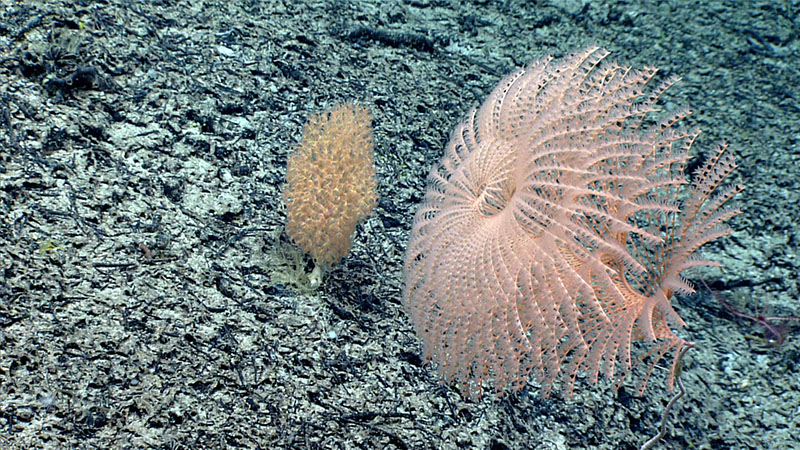 A spiraled Irridiogorgia fontanalis coral, only the second of this species ever observed, alongside an Acanella arbuscula bamboo coral, seen at the upper summit of a carbonate platform explored near the end of Dive 09 of the 2021 North Atlantic Stepping Stones expedition.