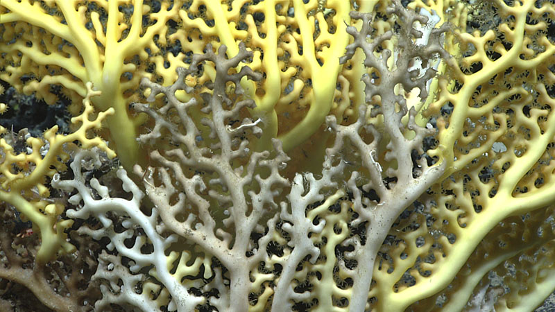 A spiraled Irridiogorgia fontanalis coral, only the second of this species ever observed, alongside an Acanella arbuscula bamboo coral, seen at the upper summit of a carbonate platform explored near the end of Dive 10 of the 2021 North Atlantic Stepping Stones expedition.