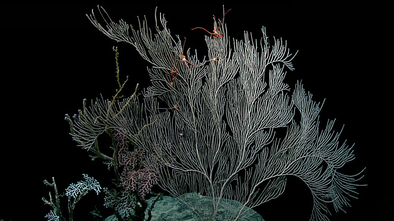 This large primnoid coral colony with several brittle stars entwined in its upper branches was observed during Dive 12 of the 2021 North Atlantic Stepping Stones expedition. We saw several of these primnoid colonies, many that were more than 1.5 meters (5 feet) tall, during the upper areas of the dive.