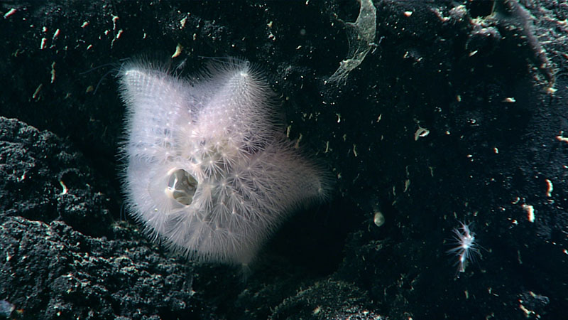 It’s not hard to see why this rather fuzzy-looking slime star belongs to the phylum Echinodermata, which literally means “spiny skin.” The central hole visible on the sea star is its osculum, which allows water to come in and out in much the same way a fish flushes water over its gills.