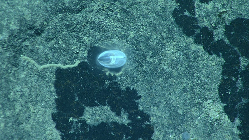 During Dive 12 of the 2021 North Atlantic Stepping Stones expedition, we observed this slit limpet, a kind of sea snail in the family Fissurellidae, genus Zeidora. The slit limpet was actively eating away the surface of a rock, leaving a visible, darkly colored feeding track in its wake. As this was an unusual observation, the slit limpet was collected for further analysis.