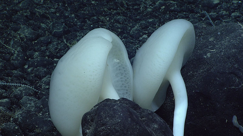 As we moved upslope during Dive 16 of the 2021 North Atlantic Stepping Stones expedition and began to encounter larger ferromanganese boulders mixed with smaller nodules, we saw several of these larger rosellid “mushroom” sponges. In this more “bouldery” habitat, we also observed stalked barnacles, a potential Eknomisis sp. bamboo coral, and several Anthomastus sp. soft corals.