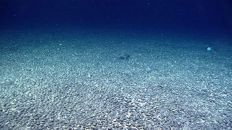 Upon arrival on the seafloor at Gosnold Seamount on Dive 16 of the North Atlantic Stepping Stones expedition, we came across an extensive field of ferromanganese nodules that continued the entire length of the bottom transect. The nodule field was initially thought to be a sediment-free, ferromanganese-coated pavement, but on inspection with remotely operated vehicle Deep Discoverer’s manipulator arm, all of the nodules were found to be loose and sitting within white, partially fine-grained sediment that was biological in origin.