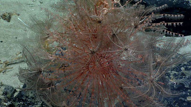 This spiral Iridigorgia coral, seen during Dive 19 of the 2021 North Atlantic Stepping Stones expedition, was covered in crinoids, an unusual observation. Throughout the dive, we observed 29 different species of coral, including corals belonging to the genera Metallogorgia, Paramuricea, Acanella, Paramuricea, Hemicorallium, Acanthogorgia, Clavularia, Anthomastus, Iridigorgia, Paragorgia, Isidella, Swiftia, Candidella, and Chrysogorgia.