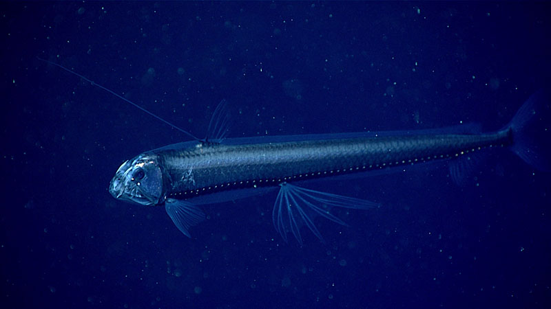 This viperfish, imaged during the 700-meter (2,297-foot) transect to explore the water column above Hydrographer Canyon during Dive 20 of the 2021 North Atlantic Stepping Stones expedition, was a highlight from the expedition for NOAA Hollings Scholar Quinn Girasek.