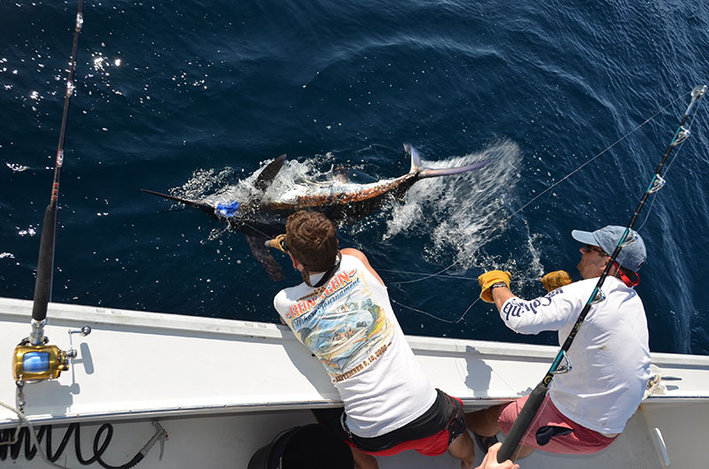 Fishermen pull in a marlin.