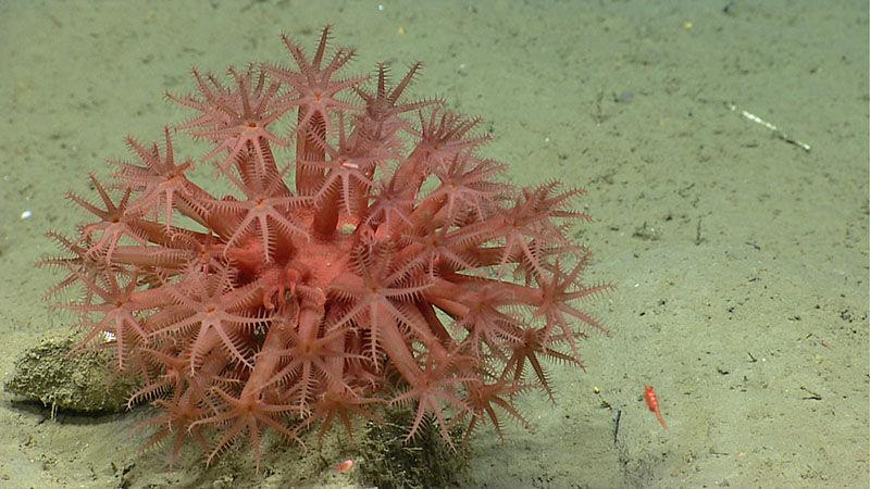 Can this coral cure cancer?