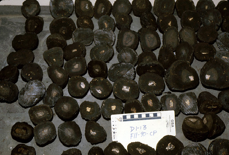 Abyssal plain nodules from the central Pacific Ocean.