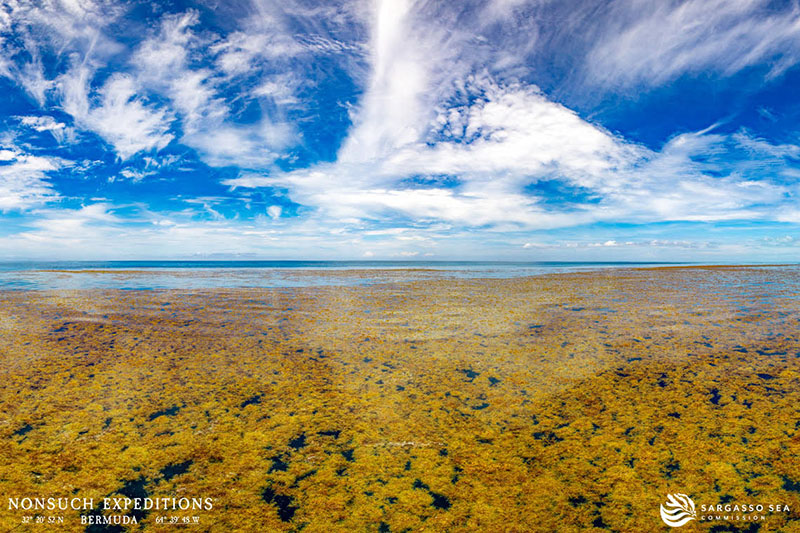 Sargassum is a genus of large brown seaweed (a type of algae) that floats in island-like masses. These floating rafts can stretch for miles across the ocean, serving as habitat that provides food, refuge, and breeding grounds for an array of animals such as fishes, sea turtles, marine birds, crabs, shrimp, and more.