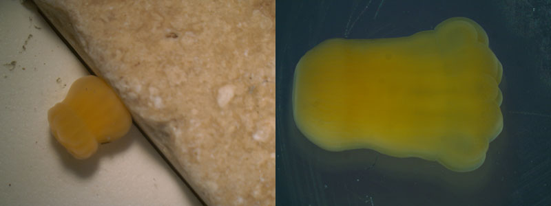 Larvae of the deep-sea coral Flabellum thouarsii from Antarctica. These larvae crawl along the seafloor until they reach an area where they want to settle.