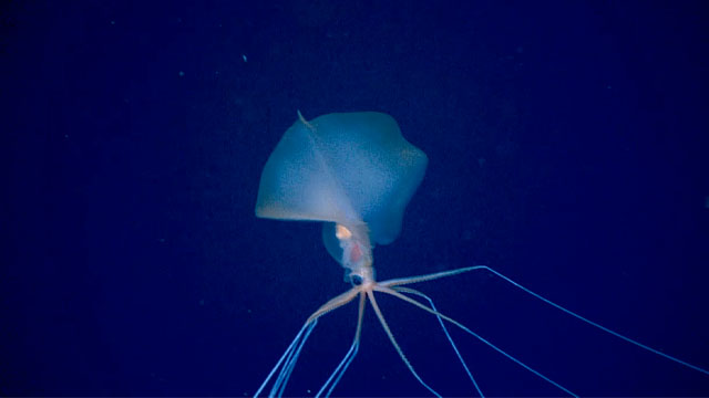 A Rhinochimera (Harriotta sp.) swims 10 meters above the seafloor in Hydrographer Canyon.