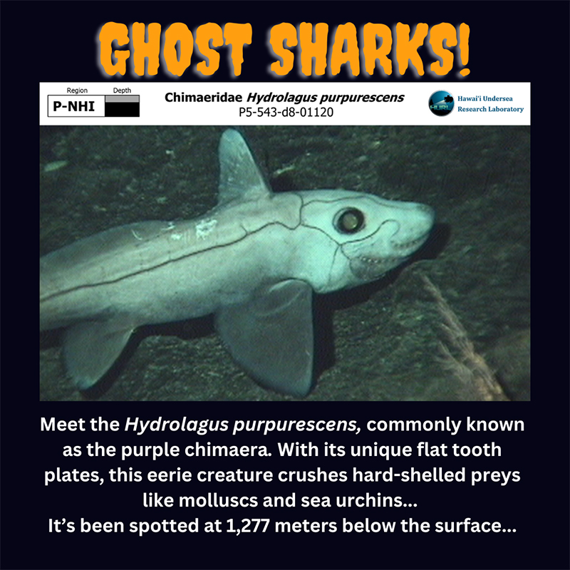 An image of a ghost shark, Hydrolagus purpurescens, swimming in the deep sea with the text 'GHOST SHARKS!' at the top.