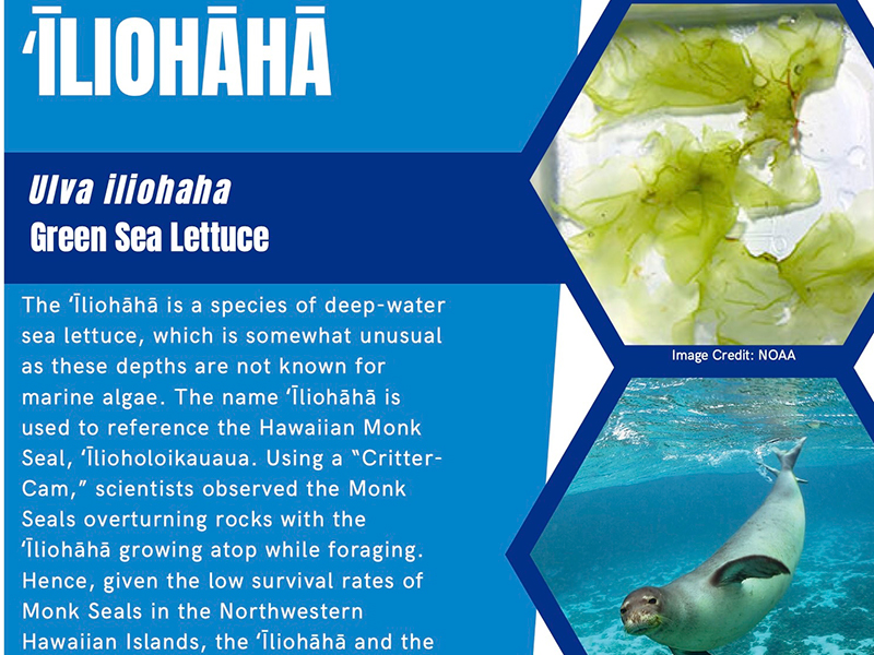 Poster about ʻĪliohāhā sea lettuce with images of sea lettuce and a Hawaiian Monk Seal.