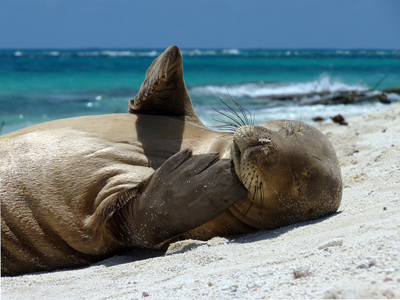 Monk seal resting on a sandy beach with ocean in the background.