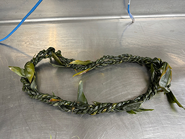 Image of cultural liaison Malia’s lei that she made over a year ago which has been stored in the fridge for preservation. Malia’s lei is made up of three smaller lei which makes it thicker with a fuller appearance.