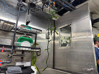 Image of a lei (left) that I made hanging to dry in the wet lab of the ship during the Beyond the Blue: Papahānaumokuākea Mapping 1 expedition.