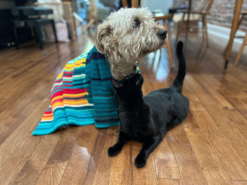 The bathymetry blanket helps us communicate the importance of NOAA Ocean Exploration’s work in ocean mapping with new audiences, both human and pet. Models: Doug Gwinn (canine) and Meechi Dulskiy (feline).