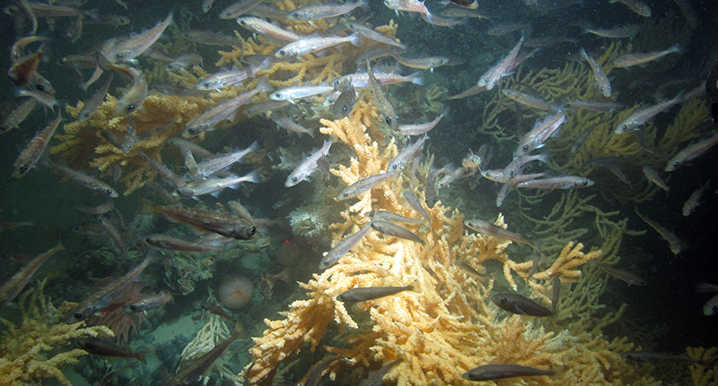 Dozens of small silvery fish surround bright orange coral