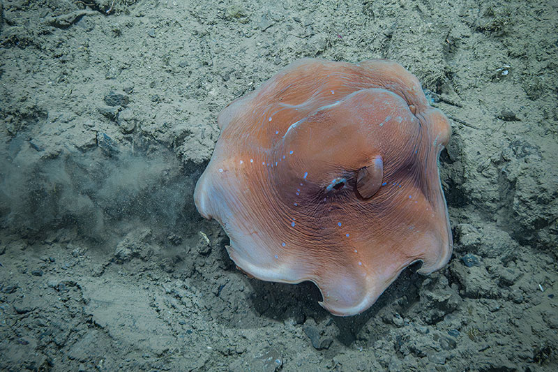 Image of a flapjack octopod captured by the 35mm still camera system developed by the Global Foundation for Ocean Exploration to capture high, print-quality underwater images.