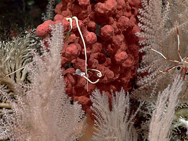 During Seascape Alaska 3 Dive 07, we observed this unusual non-branching basket star, tucked in a (dark pink) bubblegum coral (Paragorgia sp.) at 760 meters (2,490 feet). Unlike other members of the family Gorgonocephalidae, which are known for their often dramatically bifurcating and branching arms, this basket star, Astrochele laevis, exhibits no branching in its arms and thus is referred to as a “simple” basket star. But it’s just as beautiful!