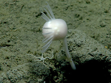 During the second dive of the Seascape Alaska 3 expedition, at a depth of approximately 2,300 meters (7,545 feet), the team found this interesting Cladorhizid sponge, which may be a new species. The sponge was collected for further study. In the remotely operated vehicle video, another potentially new species of carnivorous sponge that was long and thin was visible, although it was not collected.