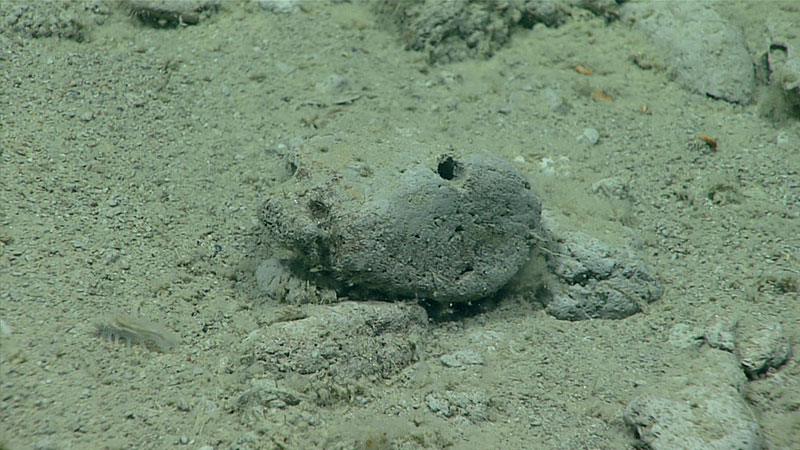 Numerous rounded cobbles and pebbles were present on the seafloor near the bend of Big Bend Canyon explored during Dive 02 of the Seascape Alaska 3 expedition. These rounded rock fragments, or clasts, suggest transport in turbulent conditions with grain-grain contact at some point in the past. Clast types observed during the dive ranged from hard, igneous clasts to softer mudstone like the one pictured here. It’s possible these were transported to the shelf-edge during the last glacial maximum and later delivered to the slope.