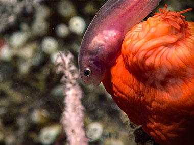 This snailfish was seen resting on a closed anemone at 758 meters (2,487 feet) depth during Dive 07 of the Seascape Alaska 3 expedition.