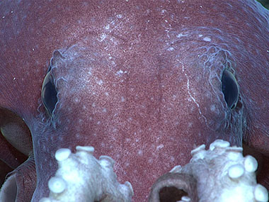 A stare down with this octopus (Mussoctopus sp.), occurred during Dive 08 of the Seascape Alaska 5 expedition. As we observed it, the octopus displayed its abilities to change color using specialized cells in its skin called chromatophores. It flashed the deep reddish purple seen here before turning completely white within seconds.